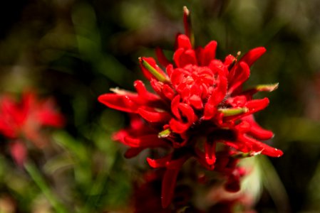 Indian Paintbrush (Castilleja)
