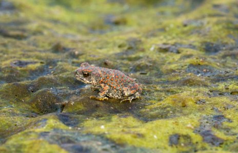 Red-spotted Toad photo