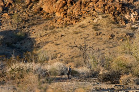 Young bighorn sheep near Bajada Nature Trail