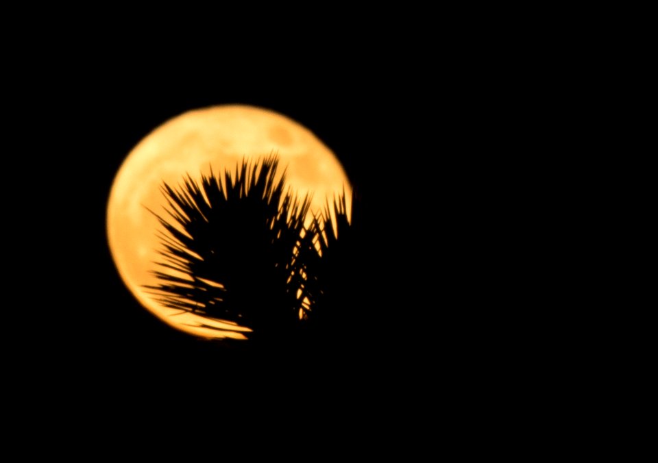 Supermoon and Joshua tree