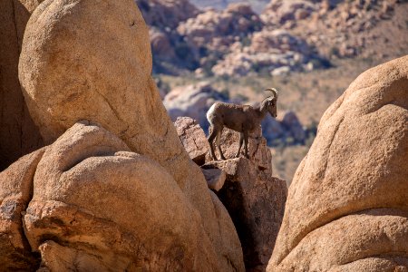Bighorn Sheep
