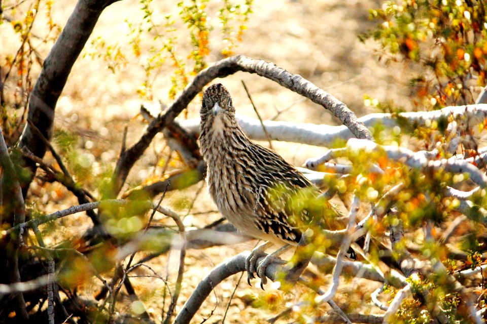Greater roadrunner (Geococcyx californianus)