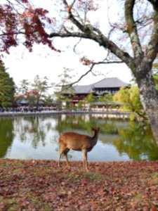 奈良の鹿と東大寺