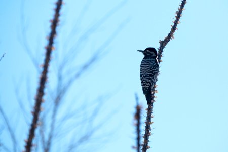 Female Ladder-Backed Woodpecker (Picoides scalars) perches on an ocotillo plant