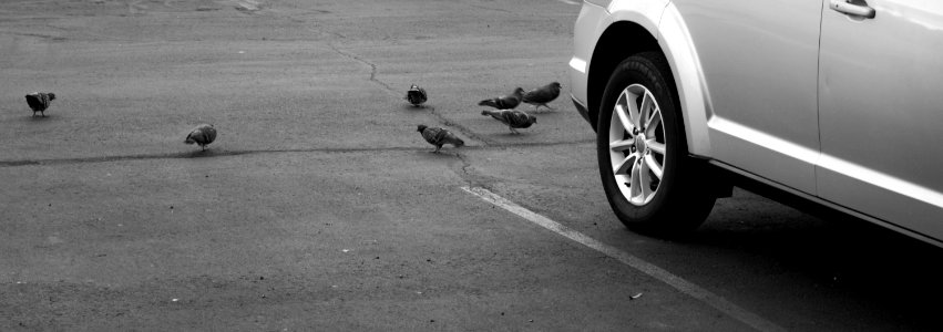 Birds and a Car photo