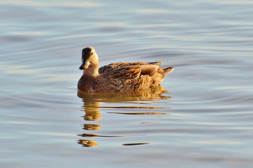 Animal world lake bird