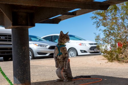 Cat on a Leash at Quail Springs Picnic Area photo