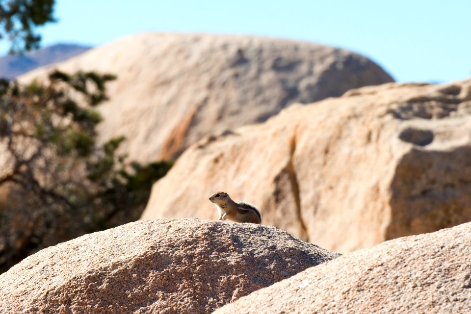 Antelope Ground Squirrel in Hidden Valley Campground