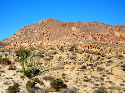Lost Palms Trail