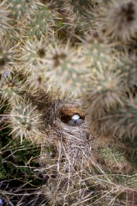 Sparrow nestlings in cholla nest photo