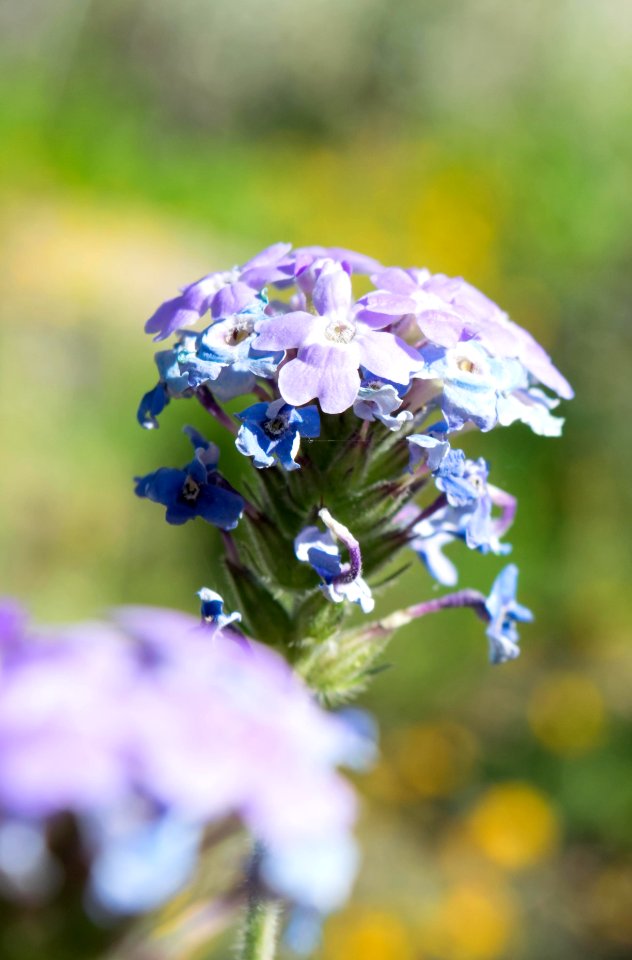 A Purple Flower photo