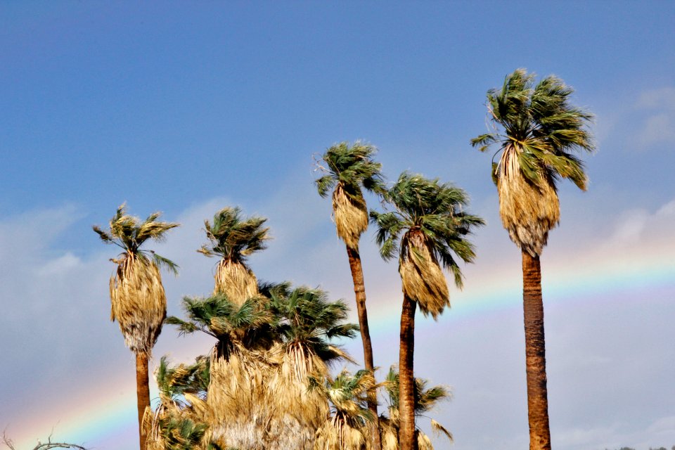 California fan palm (Washingtonia filifera); Oasis of Mara