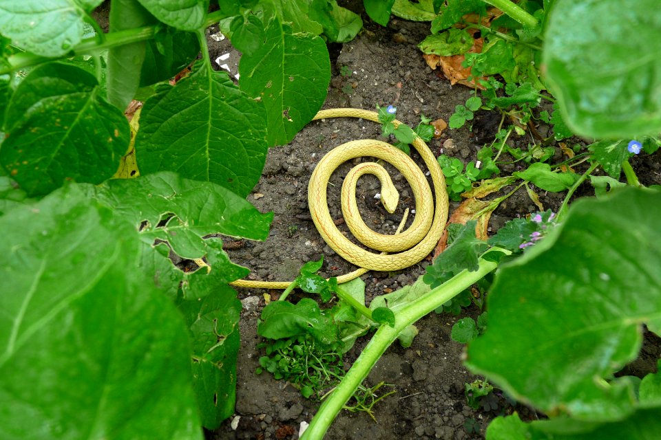 Guardian of the potatoes!