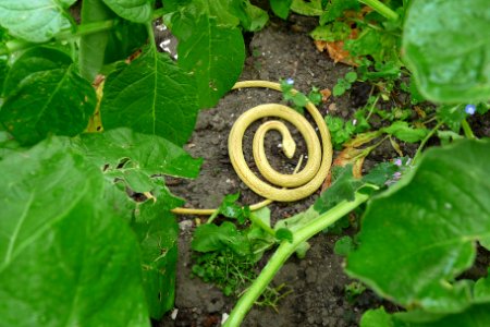 Guardian of the potatoes! photo