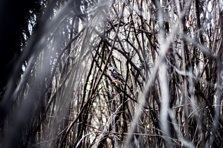 Black and white grasses trees photo