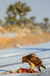 Red-tailed hawk and roadkill