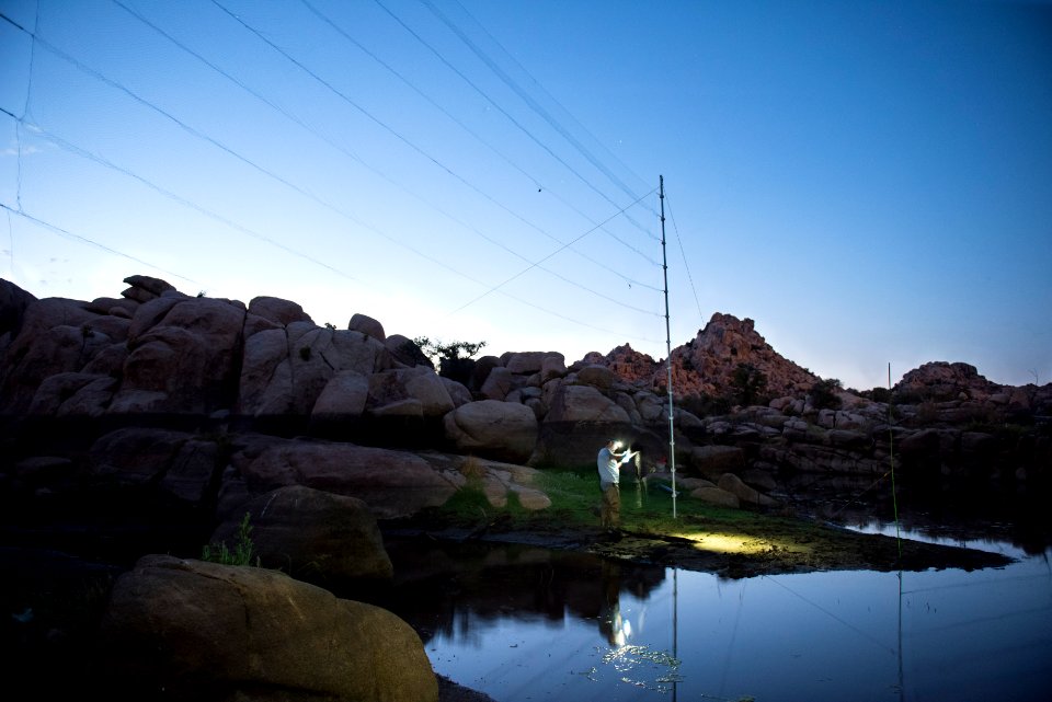 Mist Net for Bat Research