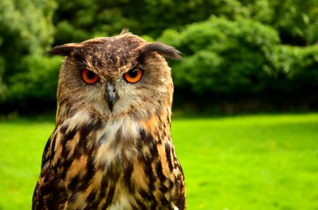 Staring Owl photo