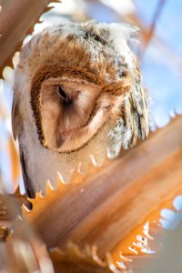Sleepy Barn Owl photo
