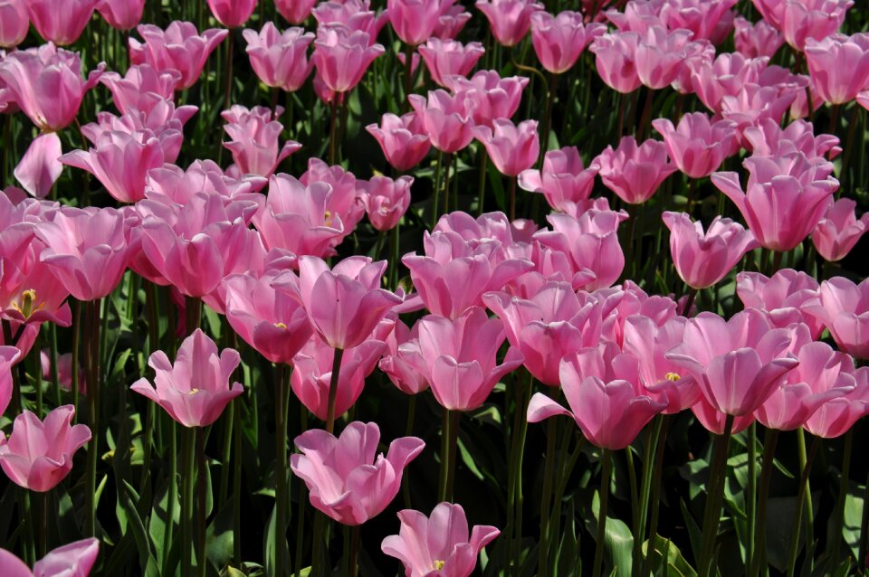 Spring vivid nature