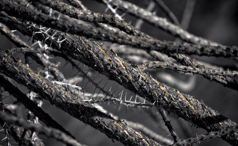 Ocotillo I