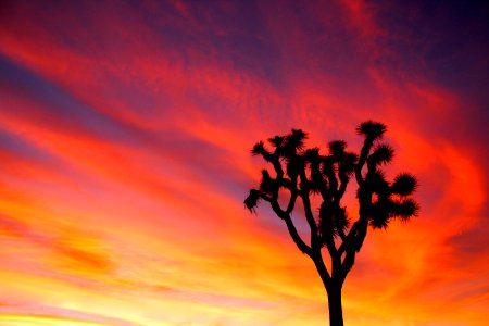 Joshua tree and colorful sunset photo