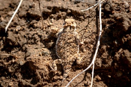 Blainville's horned lizard (Phrynosoma blainvillii) near Juniper Flats photo