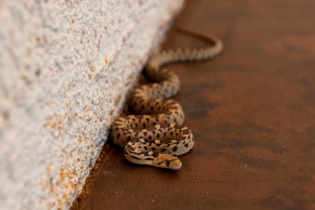 Juvenile gopher snake at Oasis Visitor Center
