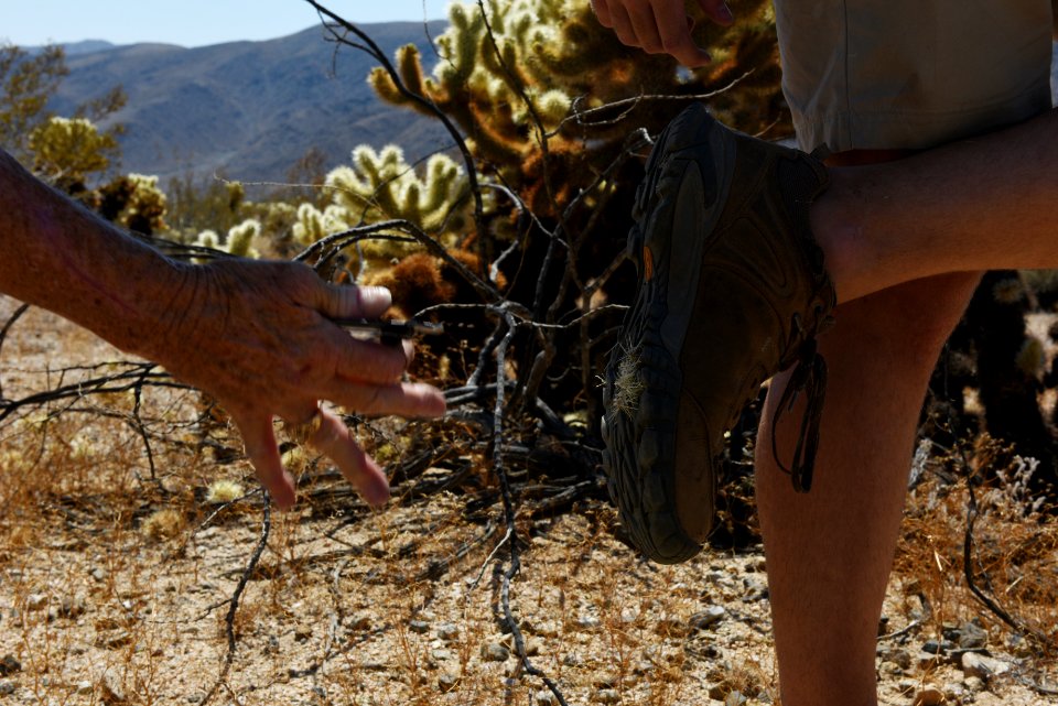 Cholla cactus on shoe soles