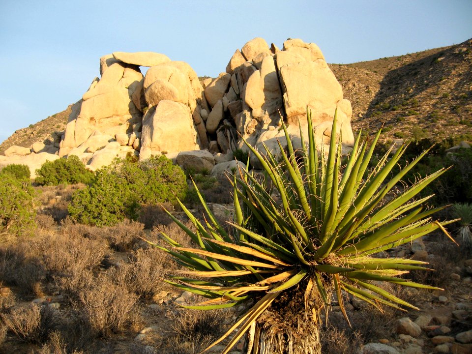 Mojave yucca at Ryan Mountain Trailhead