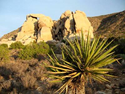 Mojave yucca at Ryan Mountain Trailhead