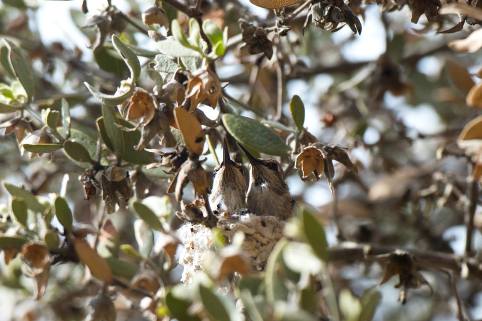 Hummingbird Chicks in Nest