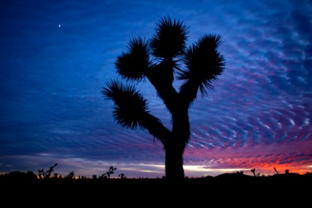 Crescent moon and Joshua tree silhouette at sunset photo