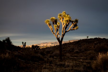 Light and shadow at Juniper Flats photo