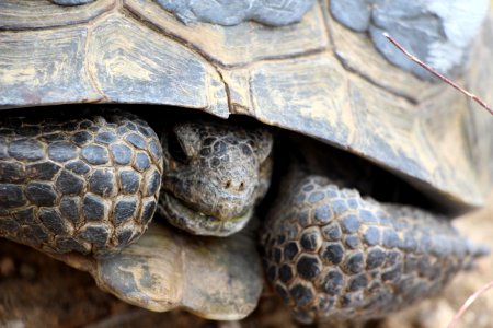Female Desert Tortoise photo