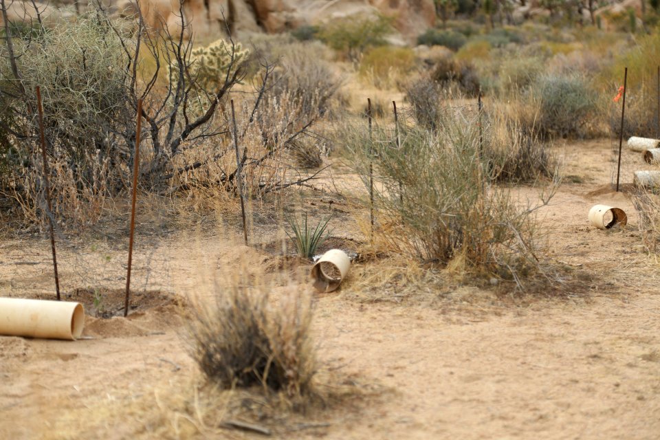 New plants in the ground near Hemingway Buttress