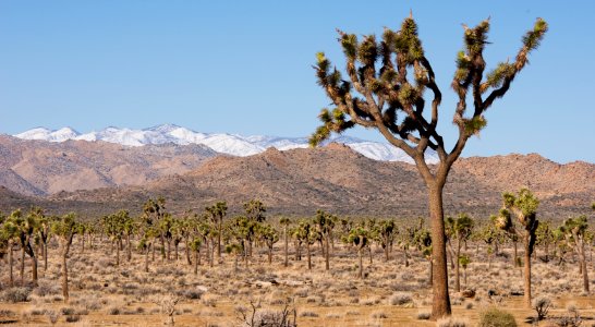 Joshua trees and snow capped mountains photo