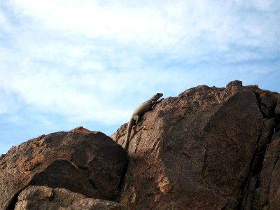 Chuckwalla (Sauromalus ater) in the Old Dale Mining District photo