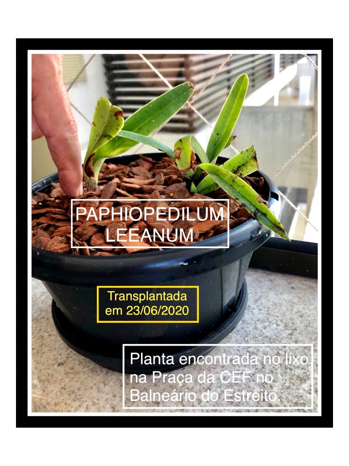 Phaphiopedilum leeanum