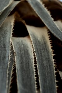 Desert Plants Often Have Sharp Edges