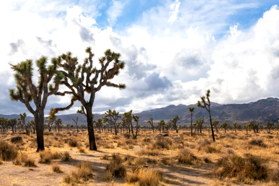 Joshua trees after a storm in Hidden Valley Area