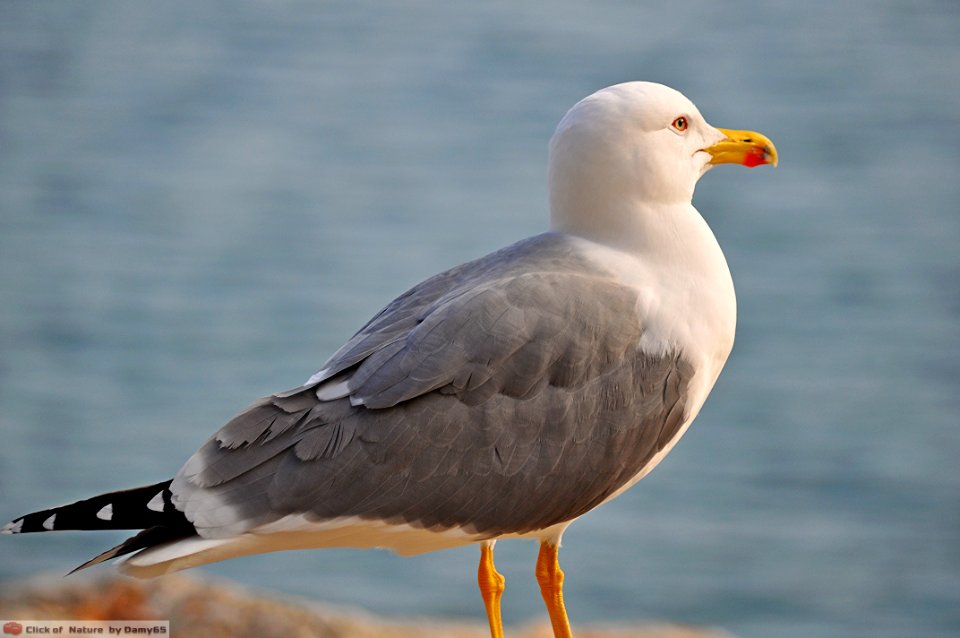 DAM1593 - Gabbiano reale (Larus argentatus)