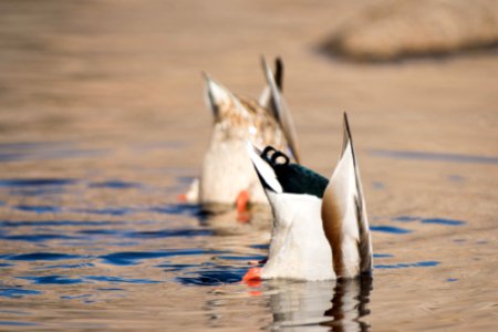 Mallards (Anas platyrhynchos) feeding at Barker Dam; 3/8/17