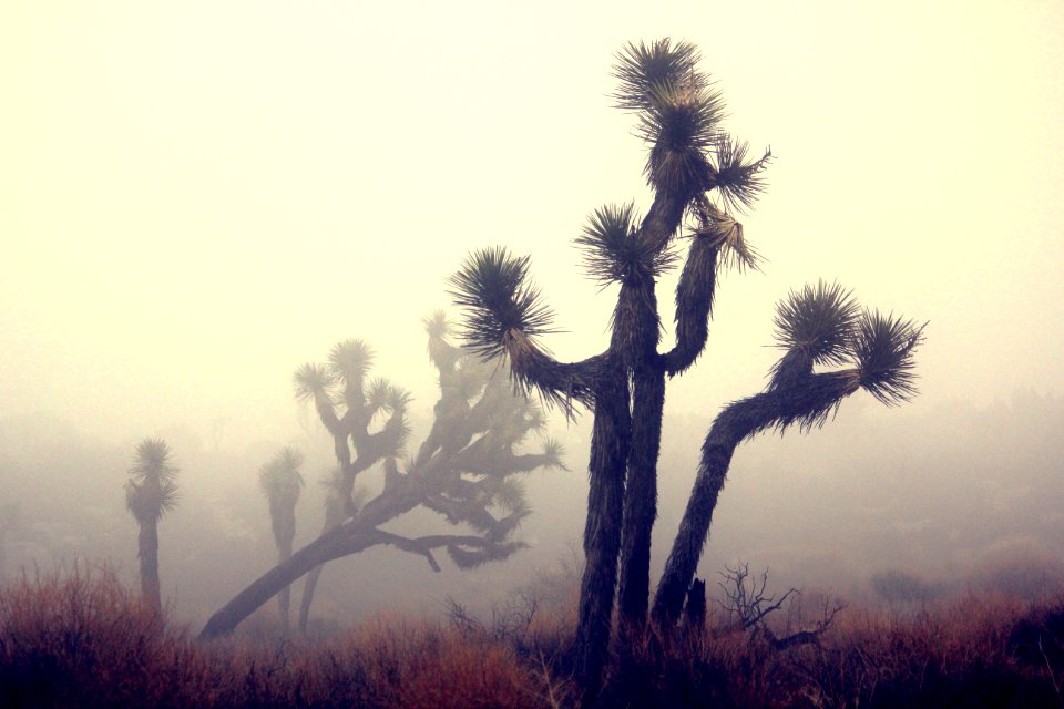 In the clouds near Keys View