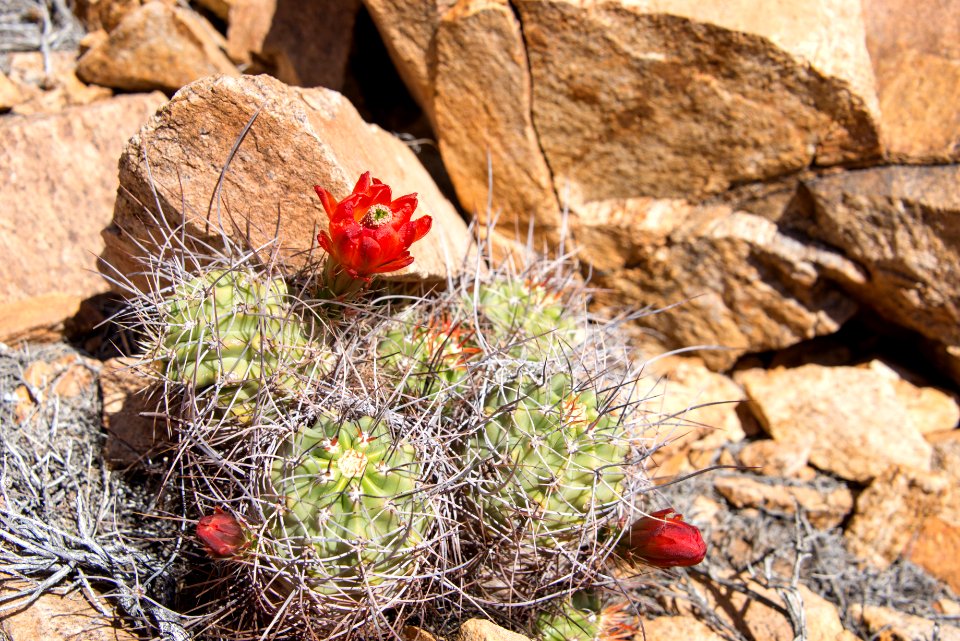 Mojave mound cactus (Echinocereus mojavensis); 3/13/2015
