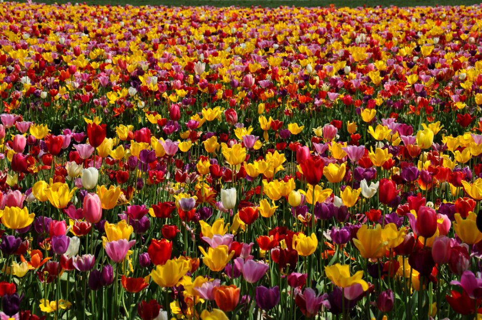 Field garden bright
