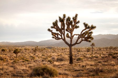 Joshua tree at Juniper Flats photo