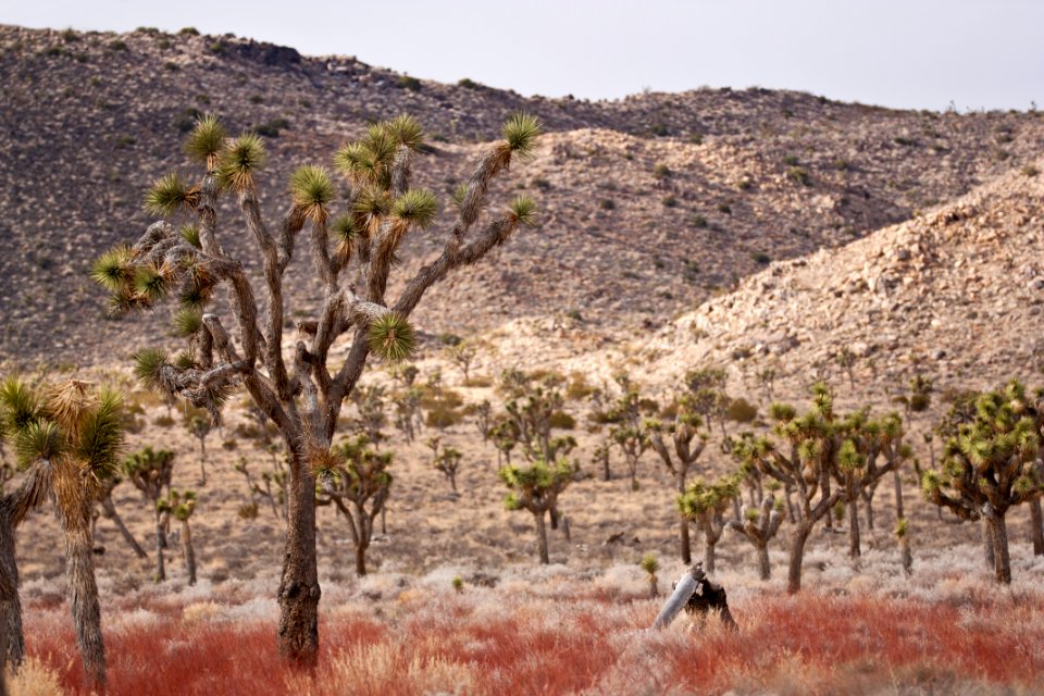 Joshua trees along Park Boulevard photo