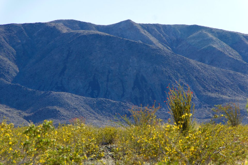 Creosote and Ocotillo in bloom; Ocotillo Patch