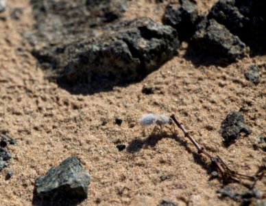 White velvet ant (Dasymutilla sackenii)